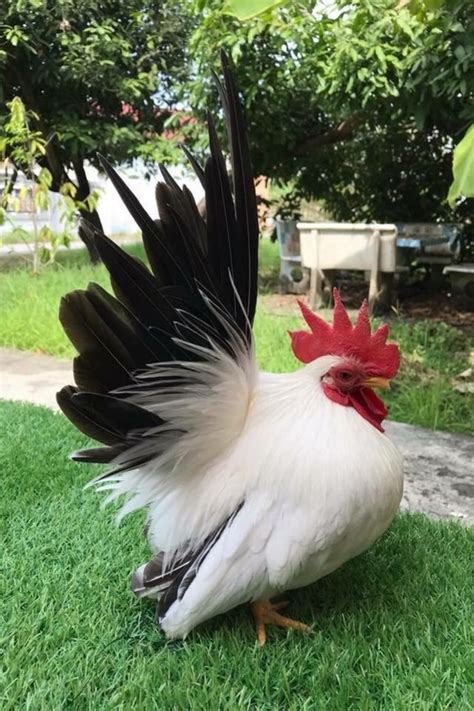 安床吉日 寵物雞 品種